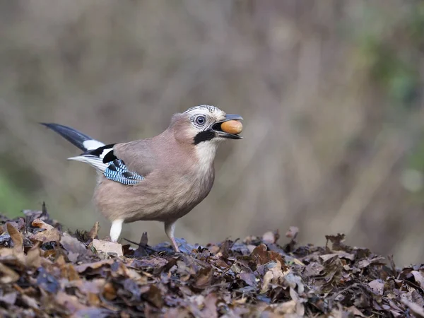 Eurasian Jay Garrulus Glandarius Single Bird Ground Acorn Warwickshire December — Stock Photo, Image