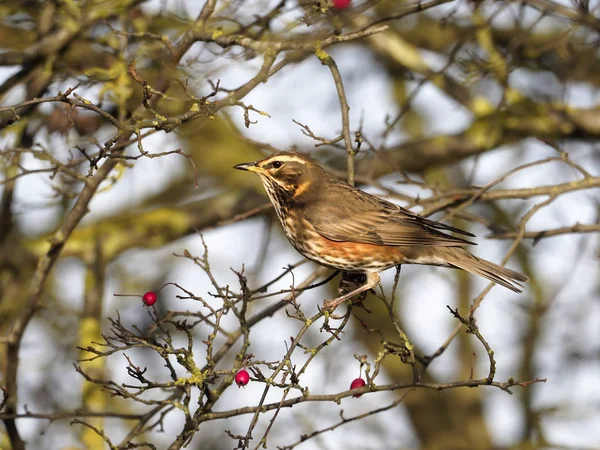 Rödvingetrast Turdus Iliacus Enstaka Fågel Hawthorn Berry Bush Warwickshire December — Stockfoto