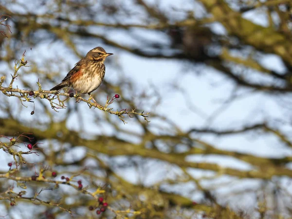 Redwing Turdus Iliacus Oiseau Unique Sur Buisson Baies Aubépine Warwickshire — Photo