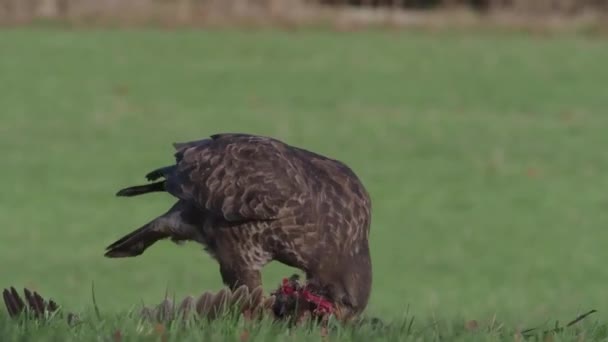 Mäusebussard Buteo Buteo Einzelner Vogel Auf Totem Fasan — Stockvideo