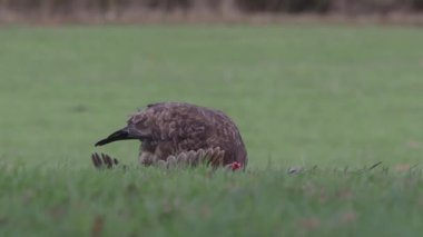 Bayağı şahin, Buteo buteo, ölü sülün tek kuş