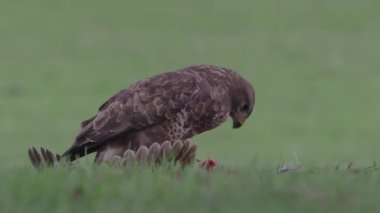 Bayağı şahin, Buteo buteo, ölü sülün tek kuş
