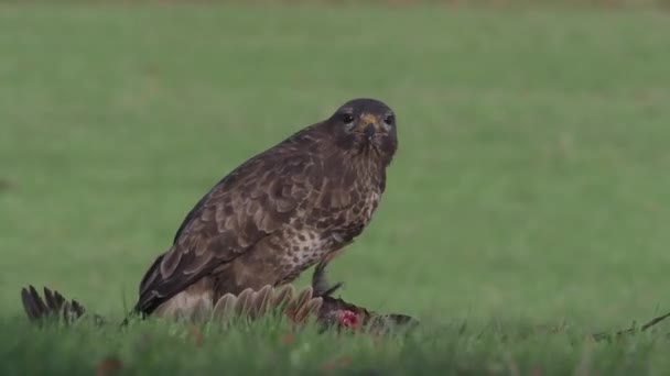 Bayağı Şahin Buteo Buteo Ölü Sülün Tek Kuş — Stok video