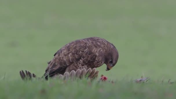 Mäusebussard Buteo Buteo Einzelner Vogel Auf Totem Fasan — Stockvideo