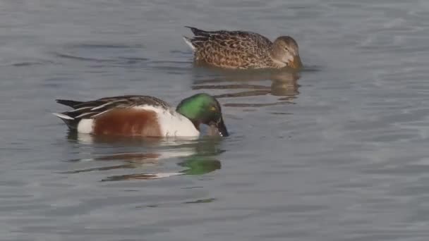 Pala Norte Anas Clypeata Soltero Macho Sobre Agua — Vídeos de Stock