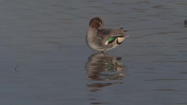 Teal Anas Crecca Hembra Soltera Agua Gloucestershire — Vídeo de stock