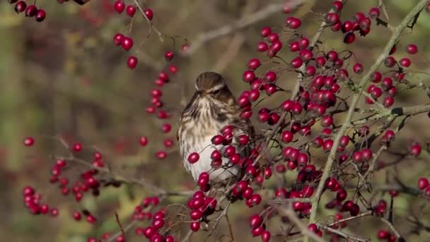 Droździk Turdus Iliacus Pojedynczy Ptak Hawthorn Berry Bush — Wideo stockowe