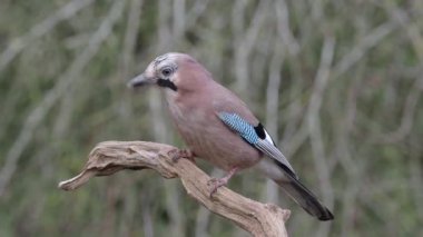 Bayağı alakarga, Garrulus glandarius, şube tek kuş