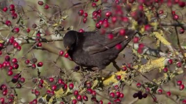 Siyah kuş, Turdus merula, alıç meyveleri tek erkek,
