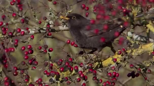 Чёрный Дрозд Turdus Merula Одинокий Самец Ягодах Хоторна — стоковое видео