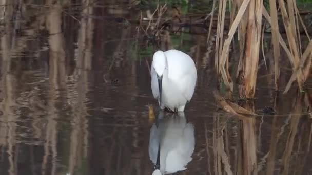 小白鹭 Egretta Garzetta 单鸟在水中 — 图库视频影像