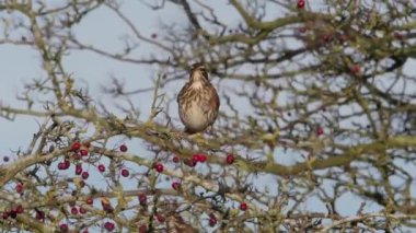 Redwing, bekar Turdus iliacus alıç çilek, Warwickshire kuş