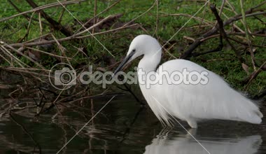 Küçük ak balıkçıl, su Egretta garzetta tek kuş    