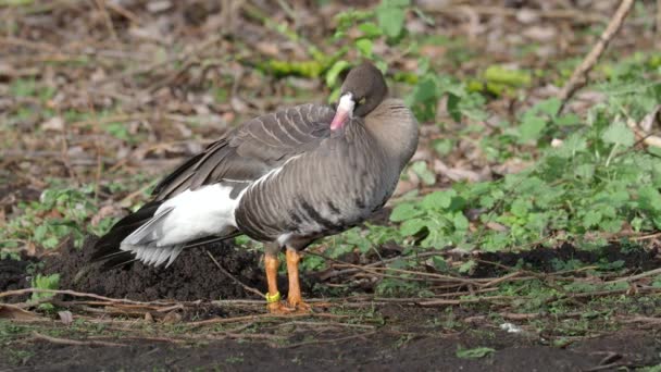 Kleine Weißstirngans Ameisenerythropus Einzelner Vogel Auf Gras — Stockvideo