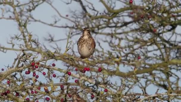 Redwing Turdus Iliacus Único Pássaro Bagas Espinheiro Warwickshire — Vídeo de Stock