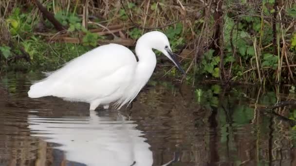 Pequeno Egret Egretta Garzetta Único Pássaro Água — Vídeo de Stock