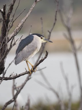 Gece balıkçılı, Nycticorax nycticorax, şube, Tayvan, Ocak 2019 tek kuş Kara tepeli