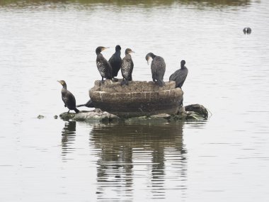 Büyük karabatak, Phalacrocorax carbo grup kuş su, Tayvan, Ocak 2019