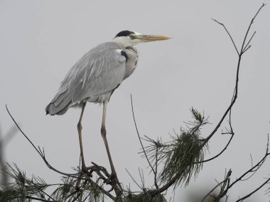 Gri balıkçıl, Ardea cinerea, şube, Tayvan, Ocak 2019 tek kuş