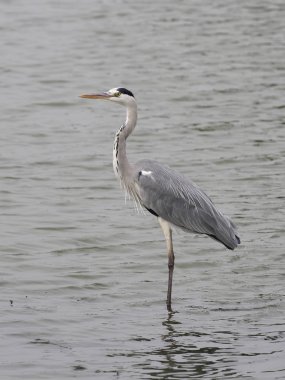 Gri balıkçıl, Ardea cinerea, su, Tayvan, Ocak 2019 tek kuş