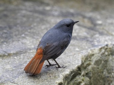 Kurşuni kızılkuyruk, Rhyacornis fuliginosa, kaya, Tayvan, Ocak 2019 tek erkek