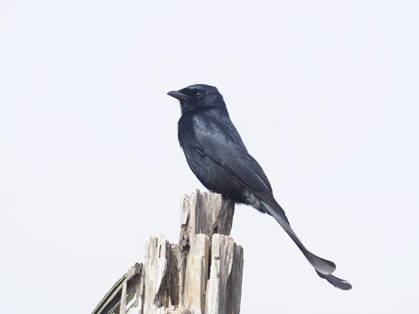 Drongo Noir Dicrurus Macrocercus Oiseau Unique Sur Branche Taiwan Janvier — Photo