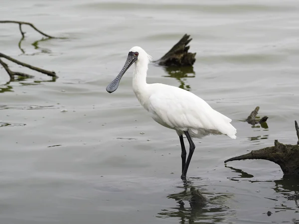 Черноголовая Ложка Platalea Minor Одинокая Птица Воде Тайвань Январь 2019 — стоковое фото