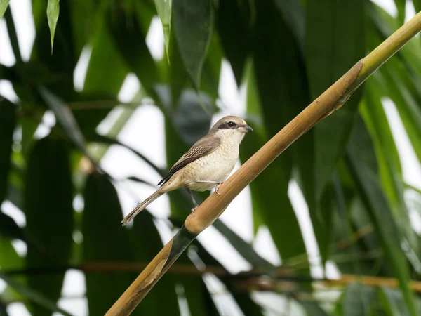 Pie Grièche Brune Lanius Cristatus Oiseau Unique Sur Branche Taïwan — Photo