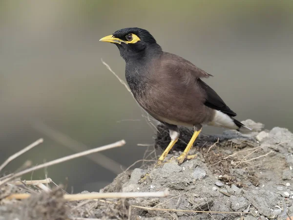 Common Myna Acridotheres Tristis Single Bird Rock Taiwan Enero 2019 —  Fotos de Stock