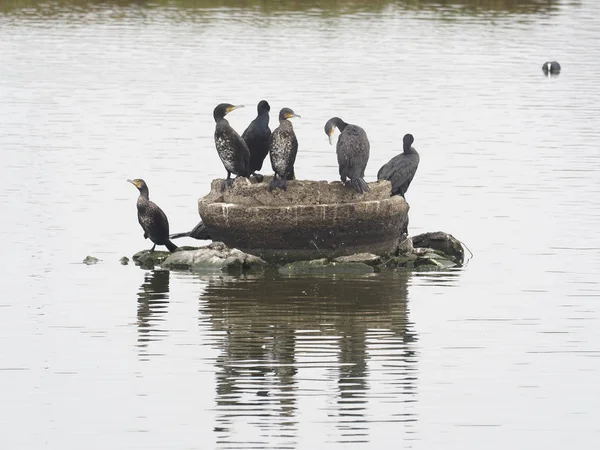 Büyük karabatak, Phalacrocorax carbo grup kuş su, Tayvan, Ocak 2019