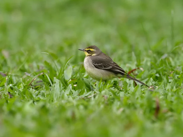 Wagtail Amarelo Oriental Motacilla Tschutschensis Ave Solteira Grama Taiwan Janeiro — Fotografia de Stock