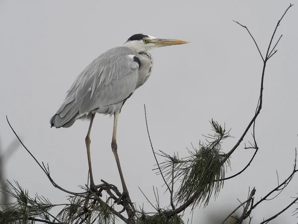 Gri balıkçıl, Ardea cinerea, şube, Tayvan, Ocak 2019 tek kuş
