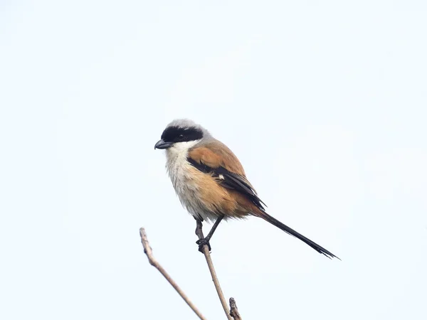 Lange Tailed Klauwieren Lanius Schach Één Vogel Tak Taiwan Januari — Stockfoto