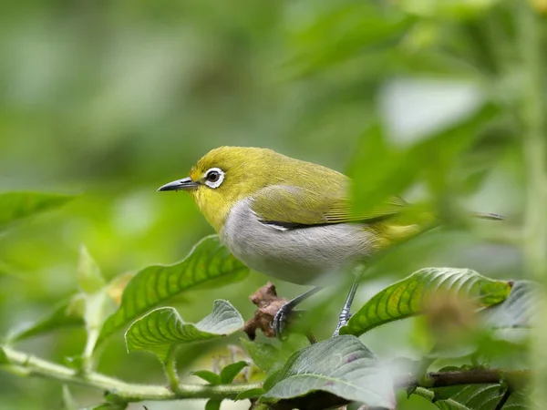 Japon white-eye, Zosterops japonicus, şube, Tayvan, Ocak 2019 tek kuş