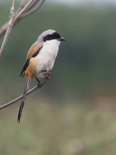 Shrike Coda Lunga Lanius Schach Uccello Singolo Ramo Taiwan Gennaio — Foto Stock