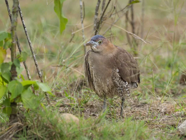 马来亚夜鹭 大沙修黑素 单鸟在草地上 2019年1月 — 图库照片