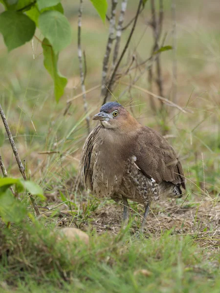 Maleise Nacht Heron Gorsachius Melanolophus Één Vogel Gras Taiwan Januari — Stockfoto