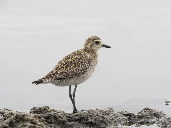 Pazifischer Goldregenpfeifer Pluvialis Fulva Einzelner Vogel Wasser Taiwan Januar 2019 — Stockfoto