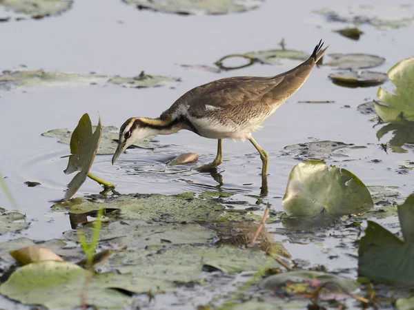 Bažant Kvadrát Jacana Hydrophasianus Chirurgus Jediný Pták Vodě Tchaj Wan — Stock fotografie