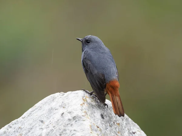 Plumbeous Redstart Rhyacornis Fuliginosa Solteiro Macho Rocha Taiwan Janeiro 2019 — Fotografia de Stock