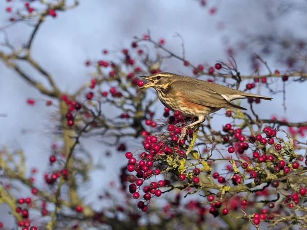 Redwing Turdus Iliacus Oiseau Unique Sur Brousse Aubépine Décembre 2018 — Photo