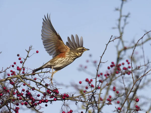Redwing, Turdus iliacus, tek kuş uçuş alıç Bush'un, Aralık 2018