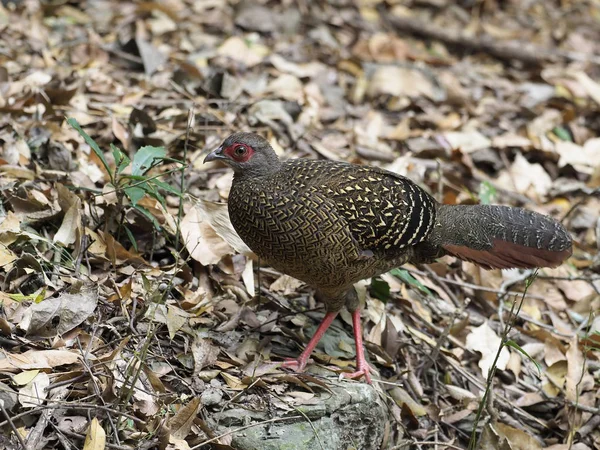 Swinhoe Pheasant Lophura Swinhoii Single Female Ground Taiwan Januari 2019 — Stok Foto