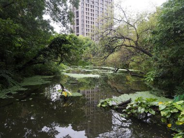 Hazar sumrusu, Sterna caspia, tek kuş uçuş, Tayvan, Ocak 2019