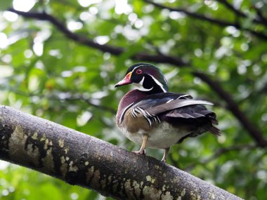 Ahşap ördek, Aix sponsa, şube, Tayvan, Ocak 2019 tarihinde tek erkek