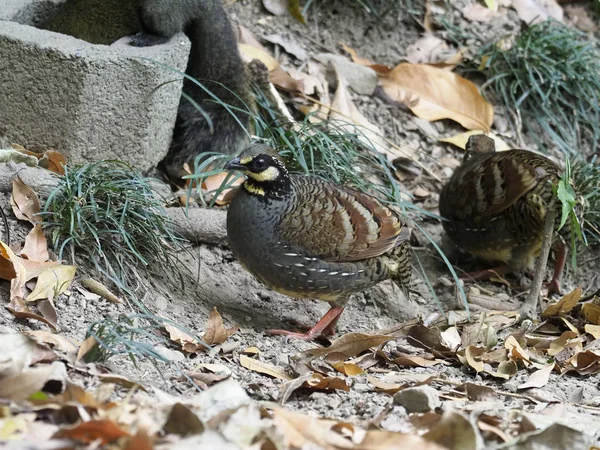 台湾の丘 パートリッジ ミヤマテッケイ属種 2019 月に一羽の鳥 — ストック写真