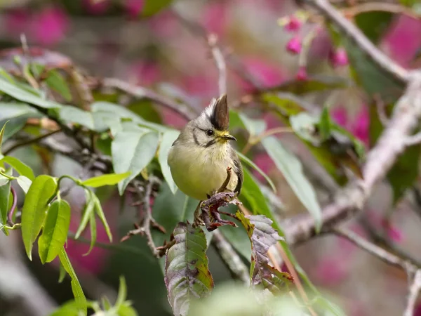 Taiwan Yuhina Yuhina Brunneiceps Enstaka Fågel Gren Taiwan Januari 2019 — Stockfoto