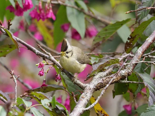 Yuhina Tajwan Yuhina Brunneiceps Pojedynczy Ptak Gałęzi Tajwan Stycznia 2019 — Zdjęcie stockowe