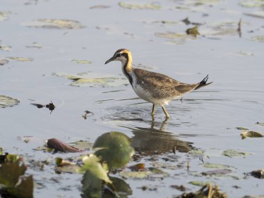 Sülün kuyruklu Jakana, Hydrophasianus chirurgus, su, Tayvan, Ocak 2019 tek kuş