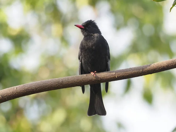 Bulbul Negro Del Himalaya Hypsipetes Leucocephalus Pájaro Rama Taiwán Enero —  Fotos de Stock